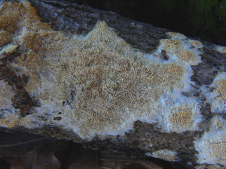 Schizopora flavipora (Berk. & M.A. Curtis ex Cooke) Ryvarden