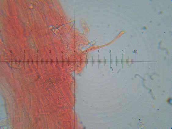 Melanoleuca da determinare