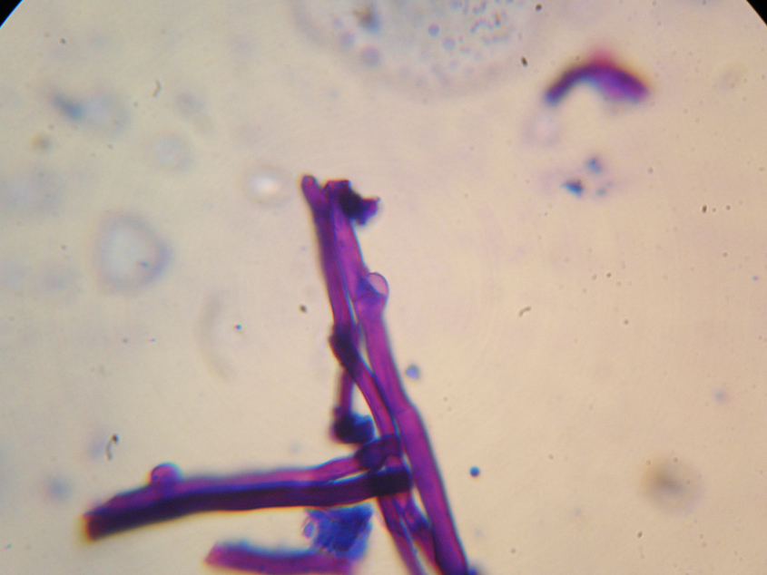 Sfida al microscopio!!