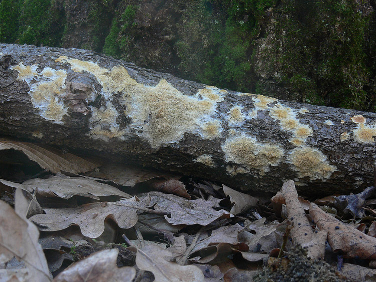 Schizopora flavipora (Berk. & M.A. Curtis ex Cooke) Ryvarden