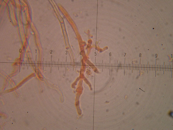 Da determinare (Datronia mollis)