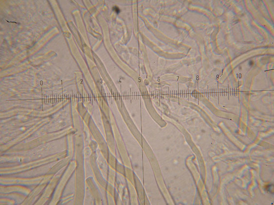 Da determinare (Datronia mollis)