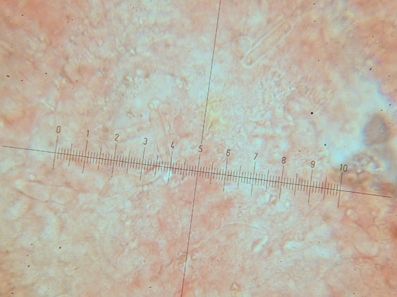 Ultimo corticioide del 2007 (Gloeocystidiellum porosum)