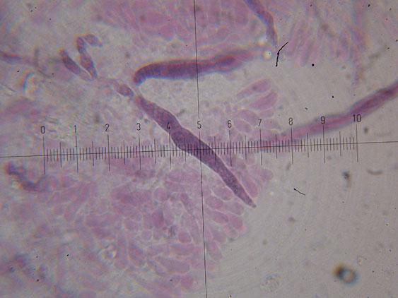 Ultimo corticioide del 2007 (Gloeocystidiellum porosum)