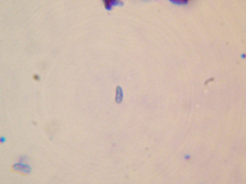 Sfida al microscopio!!