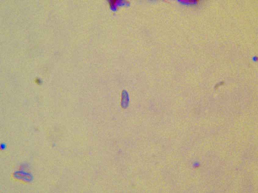 Sfida al microscopio!!
