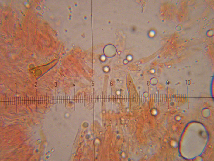 Inonotus da determinare - (Inonotus radiatus)