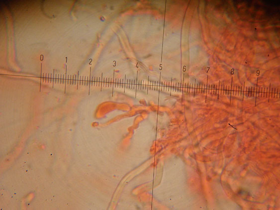 Da determinare (Datronia mollis)