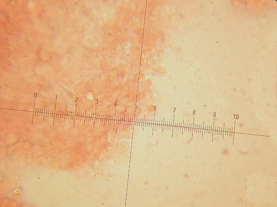 Ultimo corticioide del 2007 (Gloeocystidiellum porosum)