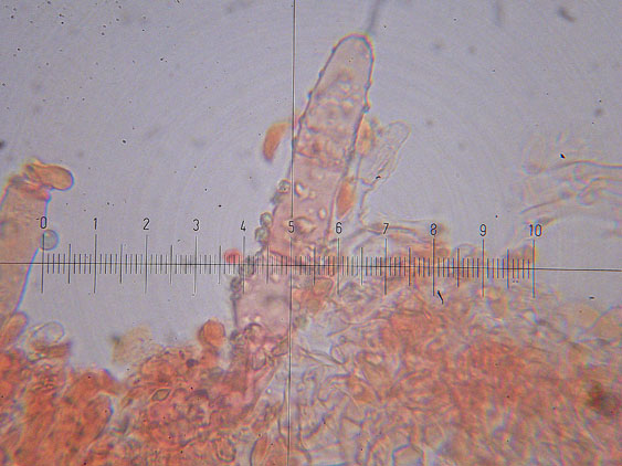 Hyphoderma setigerum (Fr.) Donk