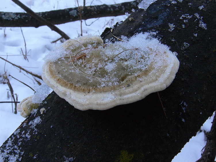 Neve e Aphyllophorales........