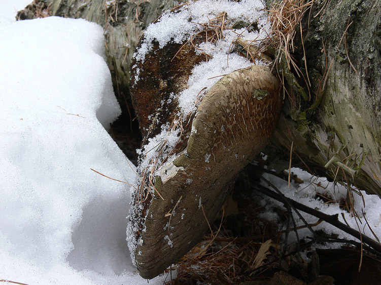 Neve e Aphyllophorales........