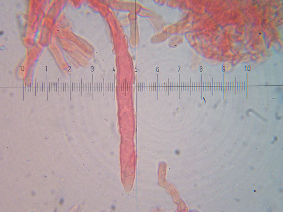 Da determinare (Phanerochaete leprosa)