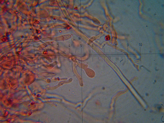 Polyporaceae da determinare (Datronia mollis)