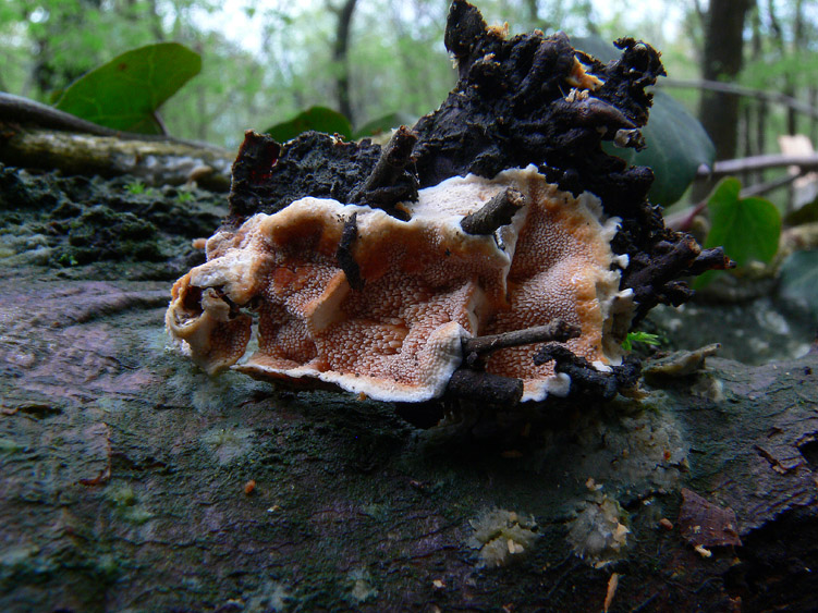Steccherinum basibadium? (Steccherinum bourdotii)