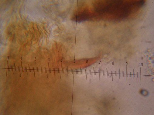 Inonotus da determinare - (Inonotus radiatus)