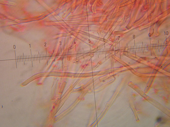 Corticioide - (Hyphodontia gossypina)