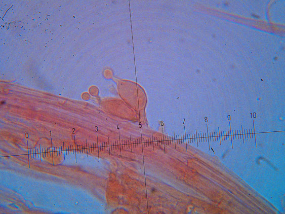 Conocybe pubescens?