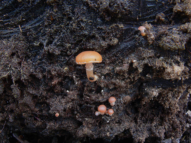 Tubaria hiemalis