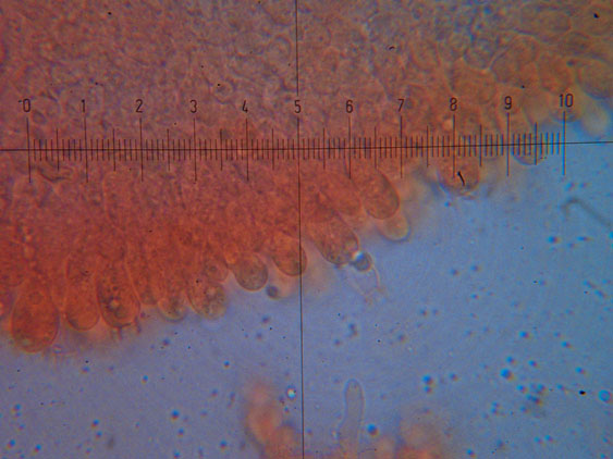 Tubaria hiemalis