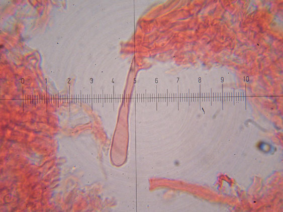Da determinare (Phanerochaete leprosa)