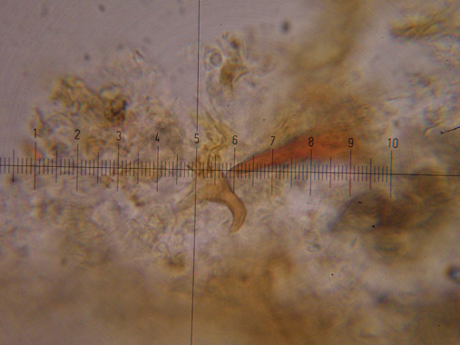 Inonotus da determinare - (Inonotus radiatus)