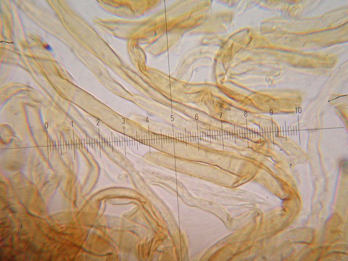 Inonotus da determinare - (Inonotus radiatus)
