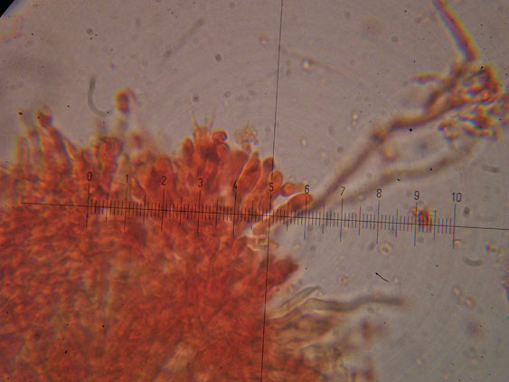 Da determinare (Datronia mollis)
