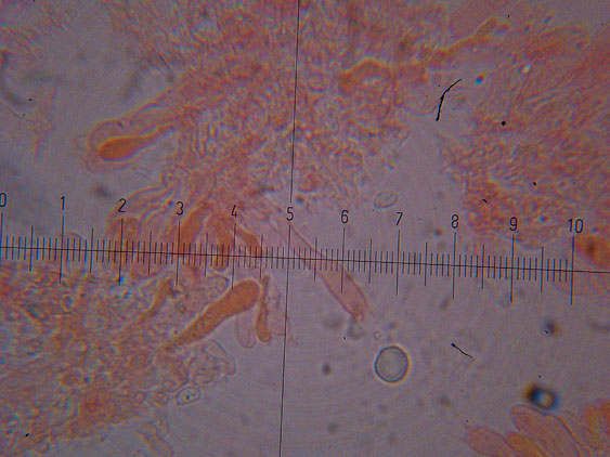Ultimo corticioide del 2007 (Gloeocystidiellum porosum)