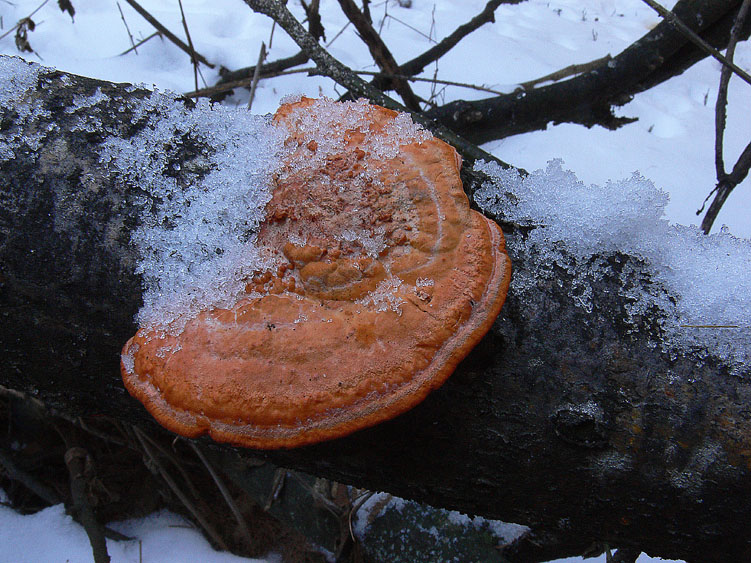 Neve e Aphyllophorales........