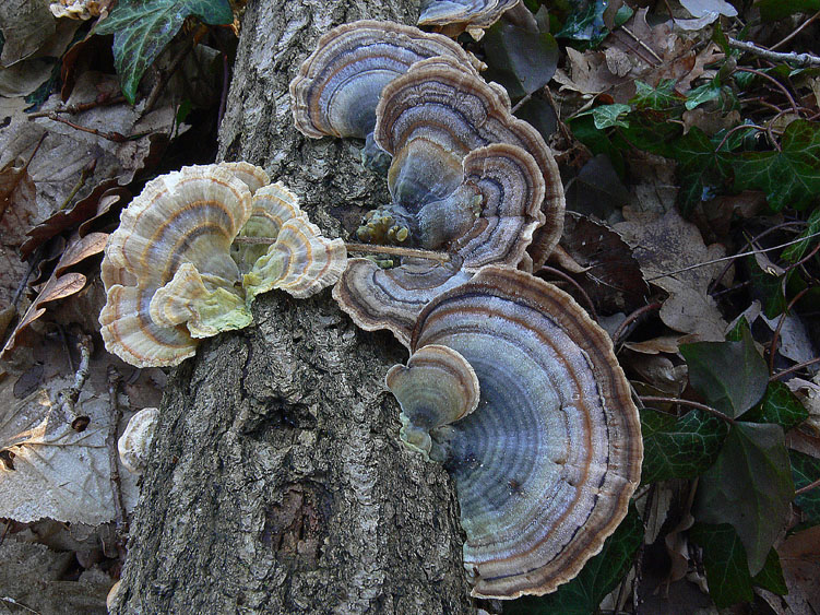 L''eleganza dei Trametes versicolor