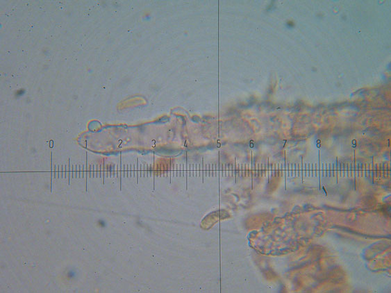 Hyphoderma setigerum (Fr.) Donk