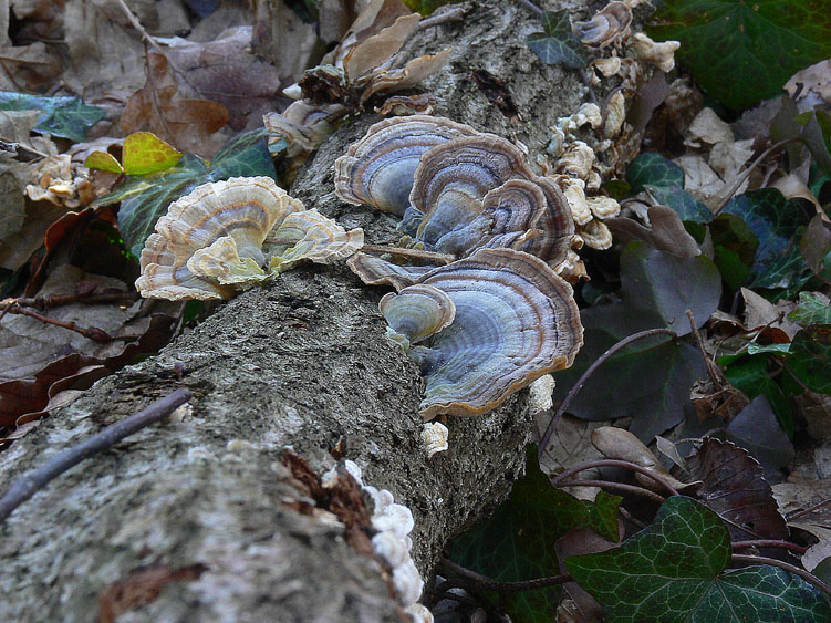L''eleganza dei Trametes versicolor