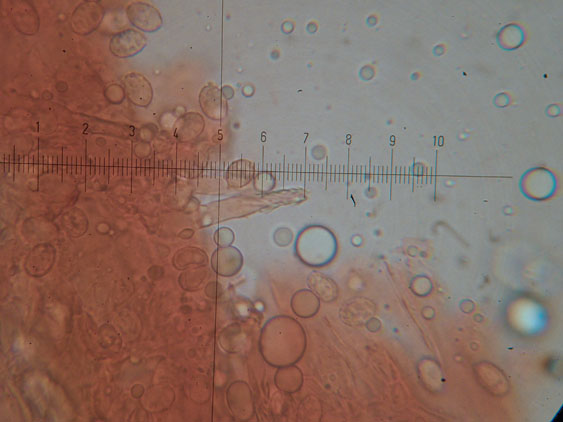 Melanoleuca da determinare