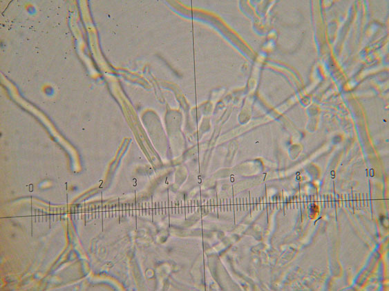 Polyporaceae da determinare (Datronia mollis)