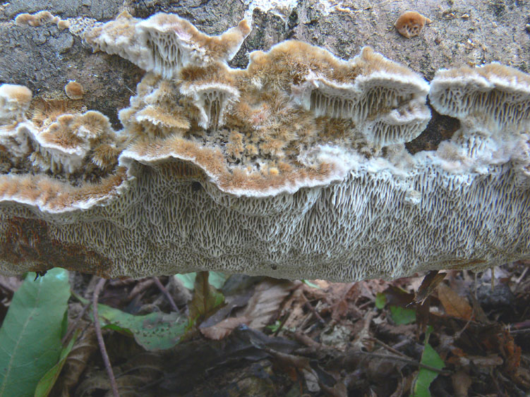 Datronia mollis?