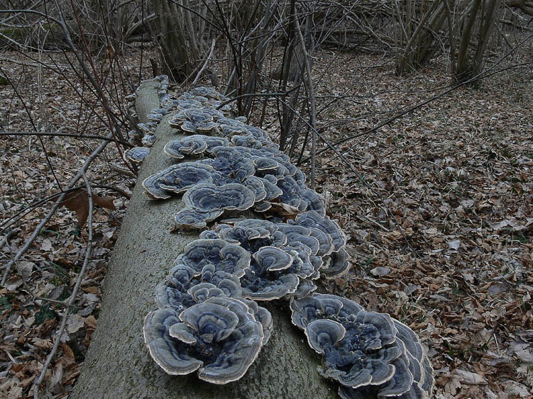 L''eleganza dei Trametes versicolor