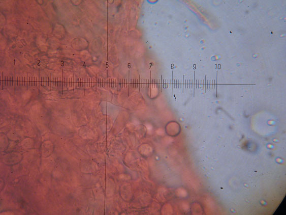 Melanoleuca da determinare