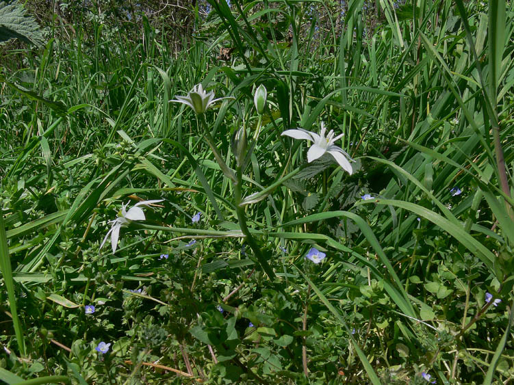 Ornithogalum umbellatum