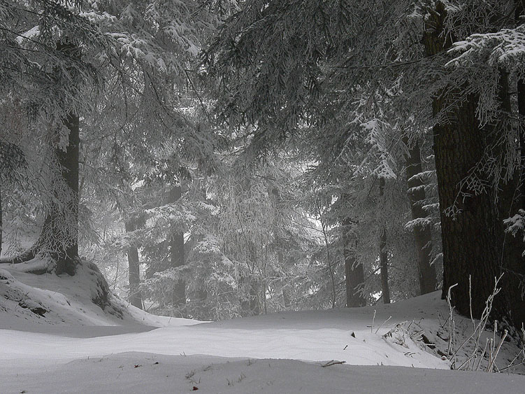 Neve e Aphyllophorales........
