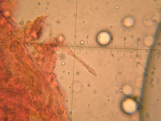 Melanoleuca da determinare