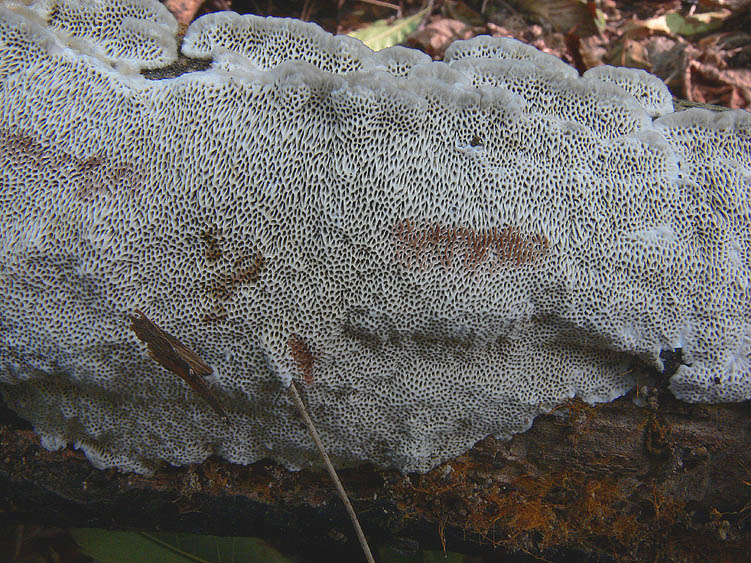 Datronia mollis?