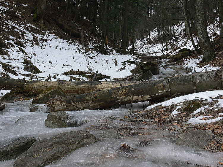 Neve e Aphyllophorales........