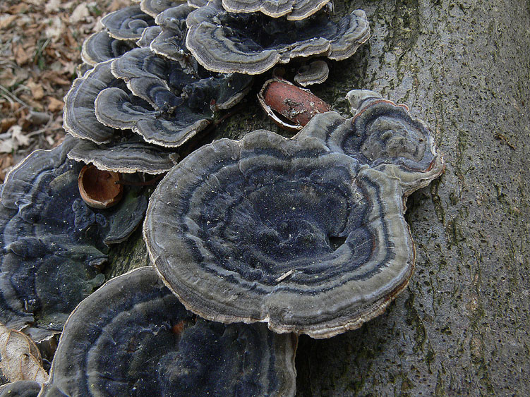 L''eleganza dei Trametes versicolor