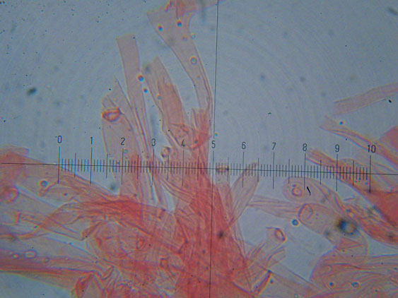 Melanoleuca da determinare