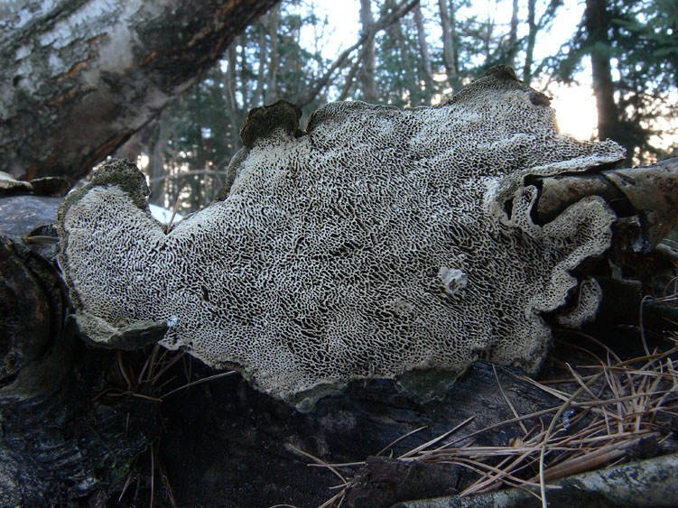 Neve e Aphyllophorales........