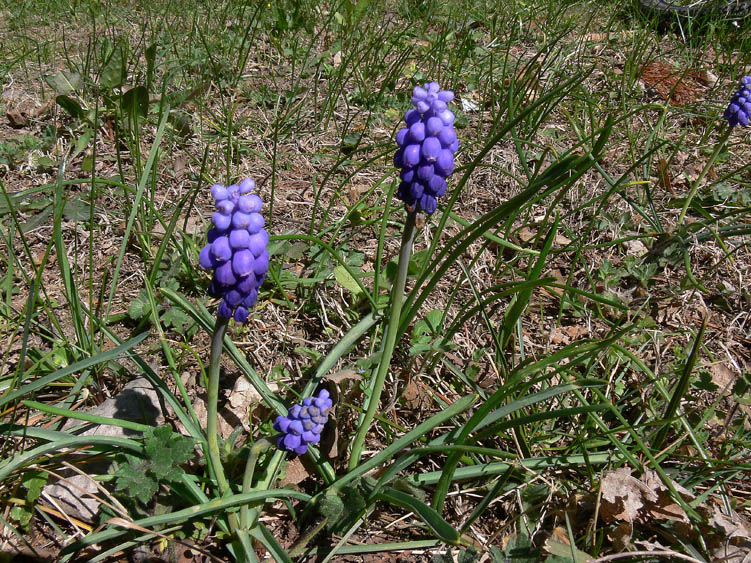 Muscari botryoides / Muscari azzurro