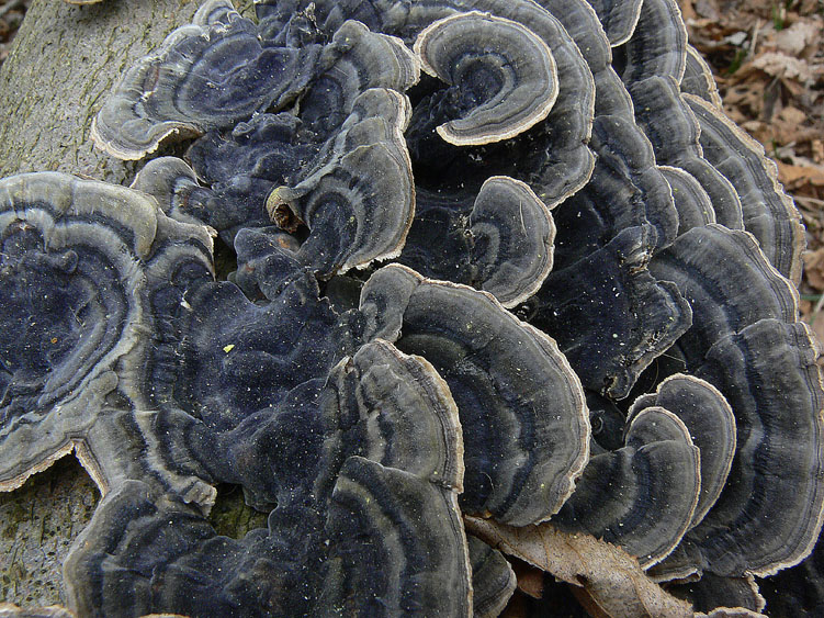 L''eleganza dei Trametes versicolor
