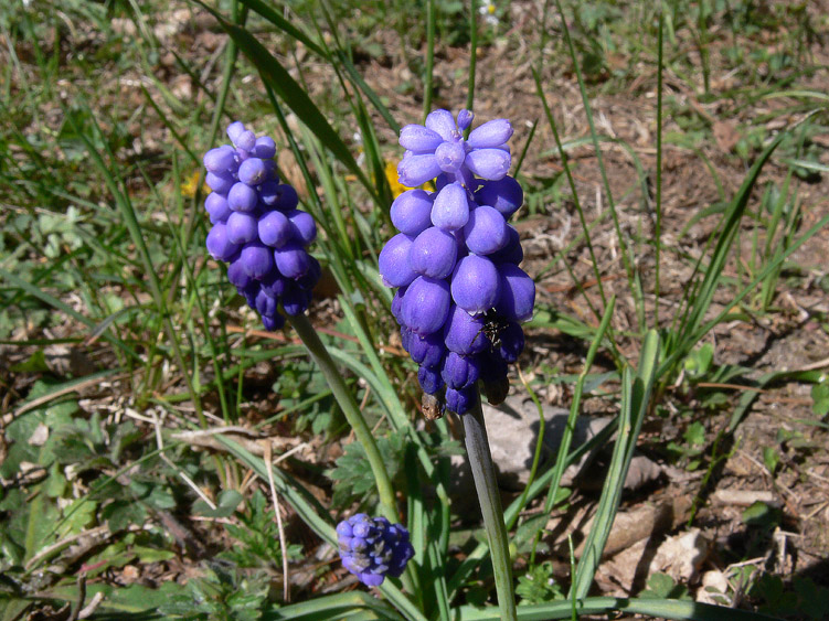 Muscari botryoides / Muscari azzurro