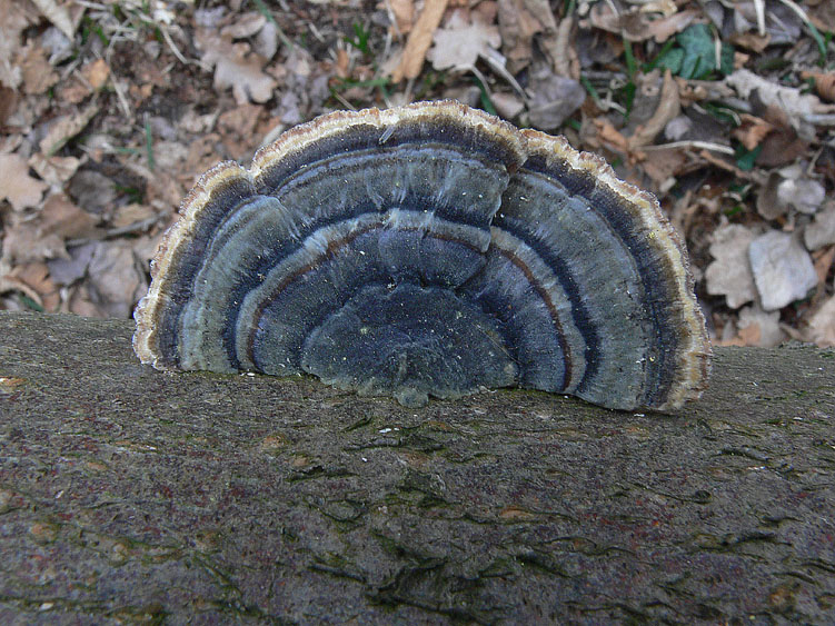 L''eleganza dei Trametes versicolor
